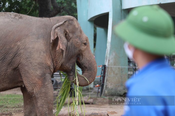 Ngày thoát khỏi xiềng xích, voi Vườn thú Hà Nội vô tư dạo chơi, tắm bùn đất gần du khách - Ảnh 11.