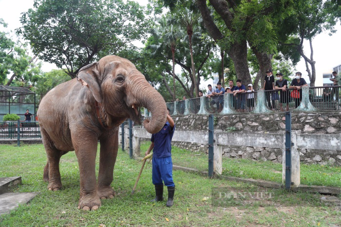 Ngày thoát khỏi xiềng xích, voi Vườn thú Hà Nội vô tư dạo chơi, tắm bùn đất gần du khách - Ảnh 12.