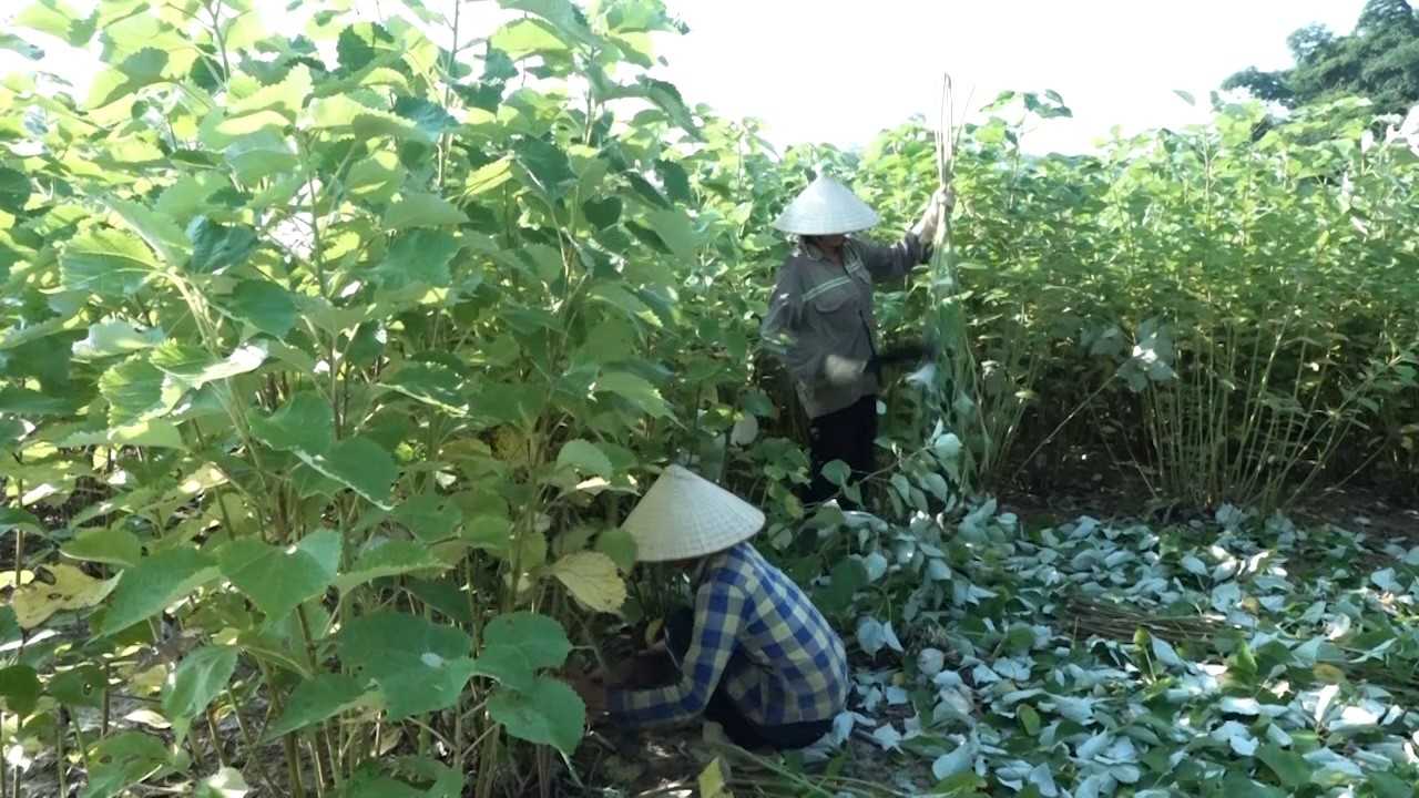 Cây gai xanh là cây gì mà bà con miền núi cứ trồng là không còn phải lo cảnh “được mùa mất giá” - Ảnh 1.