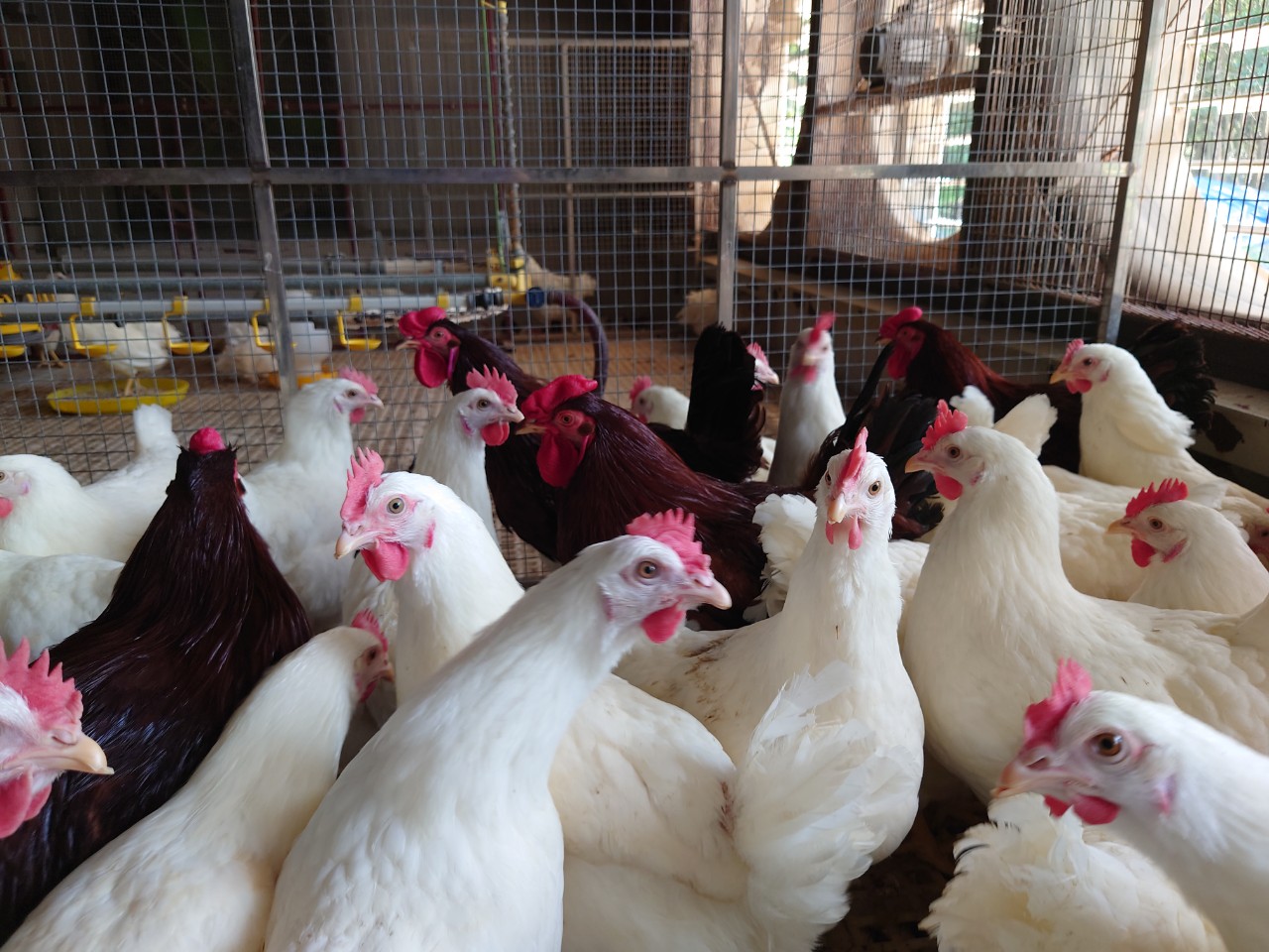 Hòa Phát cung cấp giống gà đẻ trứng hồng mang lại giá trị kinh tế cao - Ảnh 1.