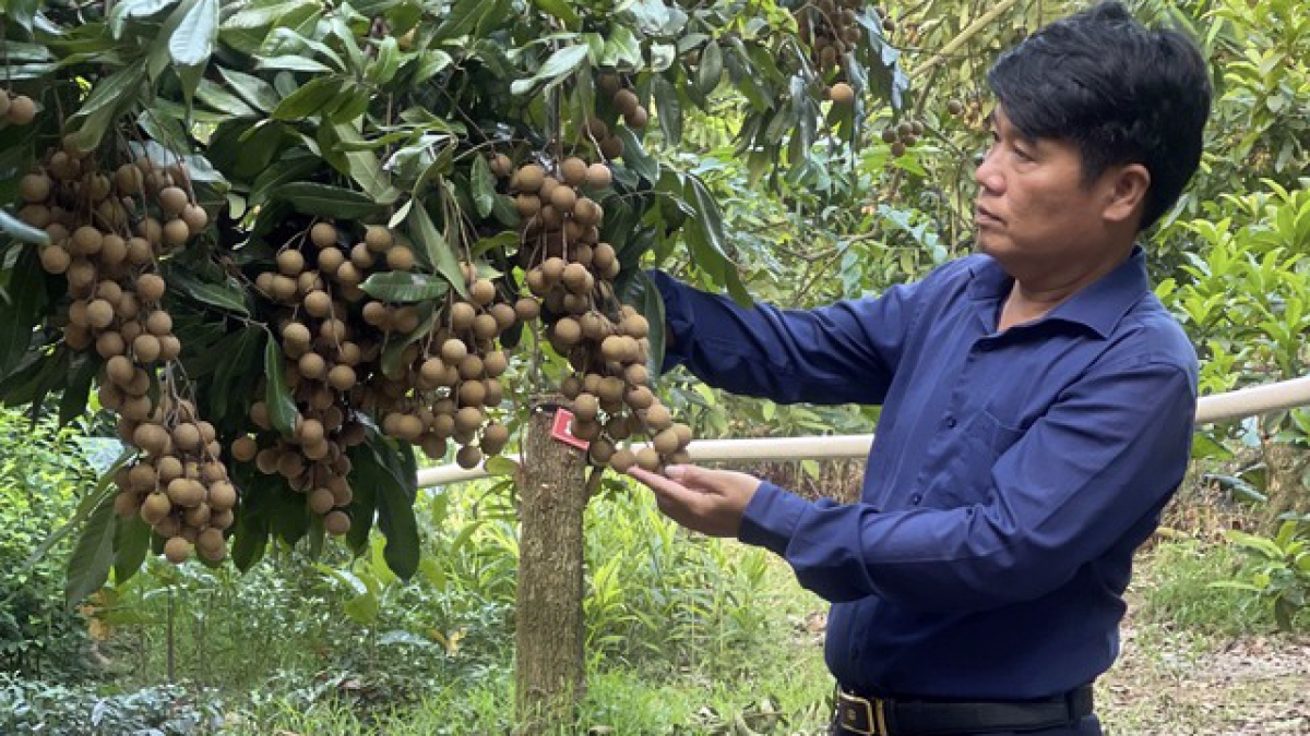 &quot;Ngậm trái đắng&quot; khi nhãn mất mùa mà cũng không được giá ở thủ phủ nhãn lồng Hưng Yên - Ảnh 1.