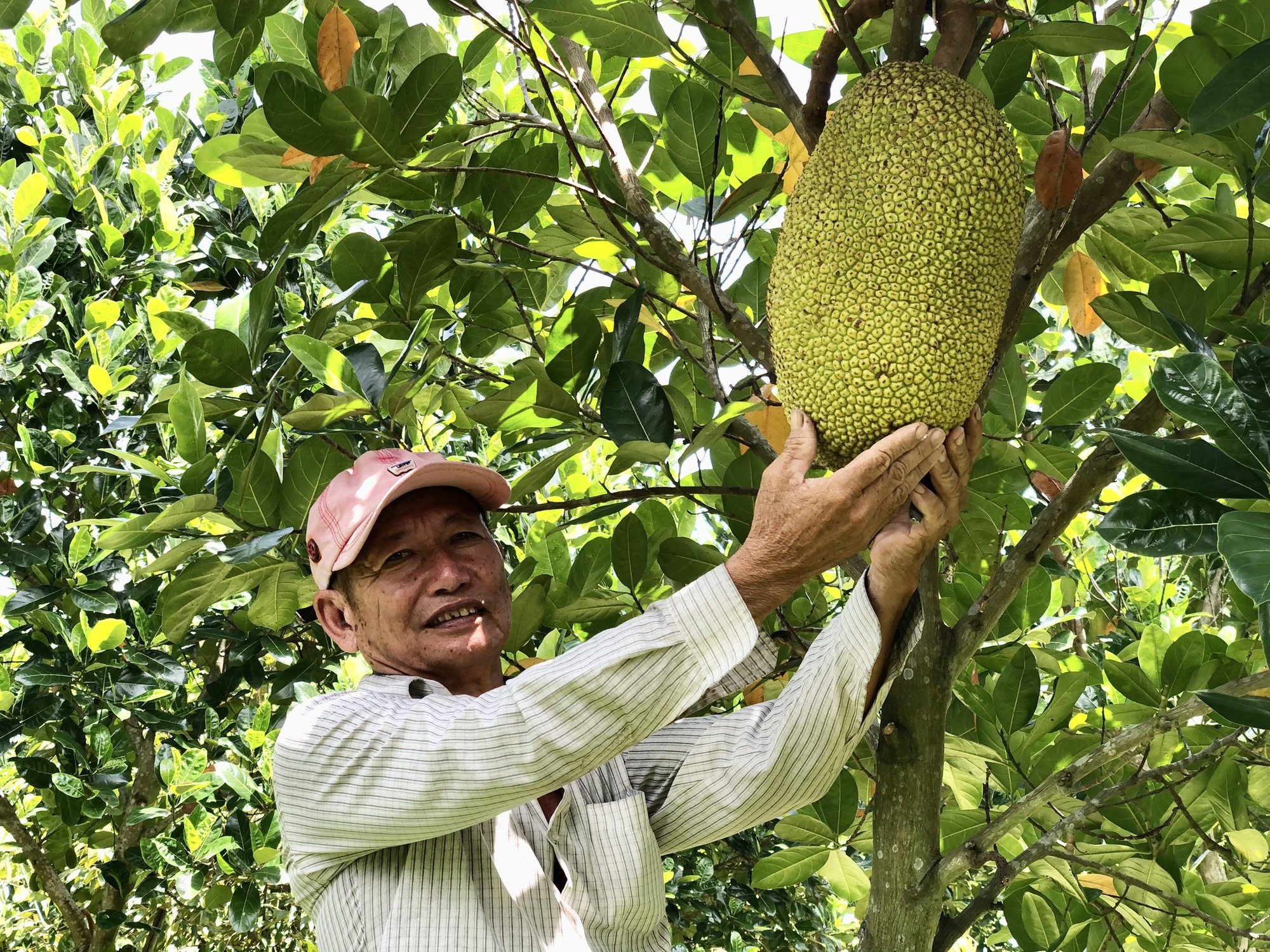 Trồng mít Thái và Thanh Nhãn, lão nông ở Đồng Tháp trở thành nông dân Việt Nam xuất sắc 2023 - Ảnh 2.