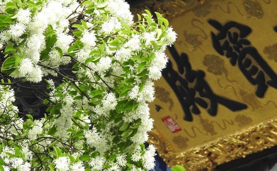 Cây cổ thụ đẹp nhất Trung Quốc, gần 900 năm tuổi vẫn ra hoa trắng muốt - Ảnh 2.