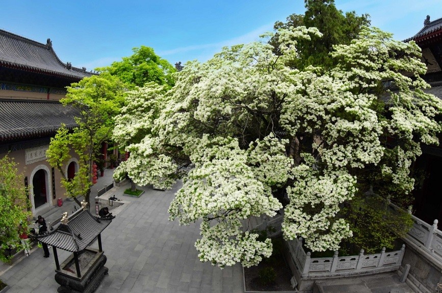 Cây cổ thụ đẹp nhất Trung Quốc, gần 900 năm tuổi vẫn ra hoa trắng muốt - Ảnh 4.