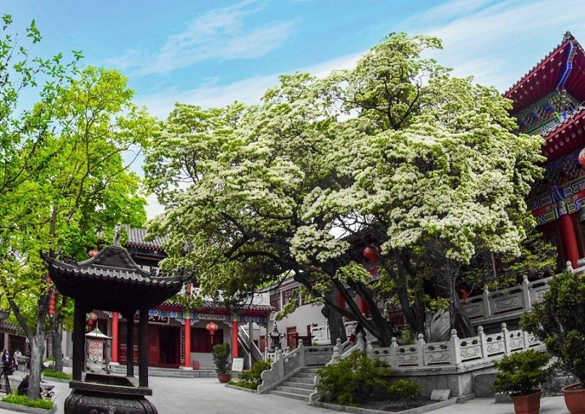 Cây cổ thụ đẹp nhất Trung Quốc, gần 900 năm tuổi vẫn ra hoa trắng muốt - Ảnh 5.