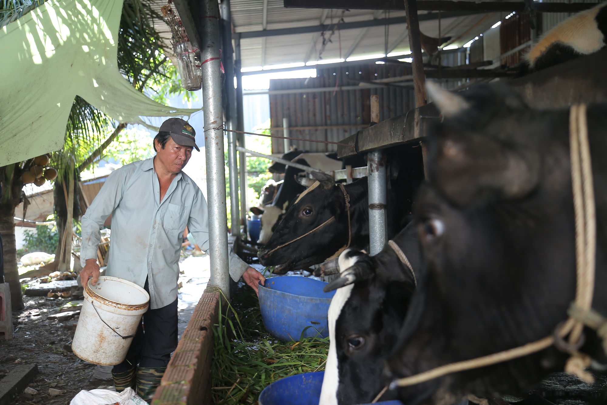 Thức ăn gia súc tăng cao, nông dân TP.HCM bán bò, tính bỏ nghề chăn nuôi - Ảnh 3.