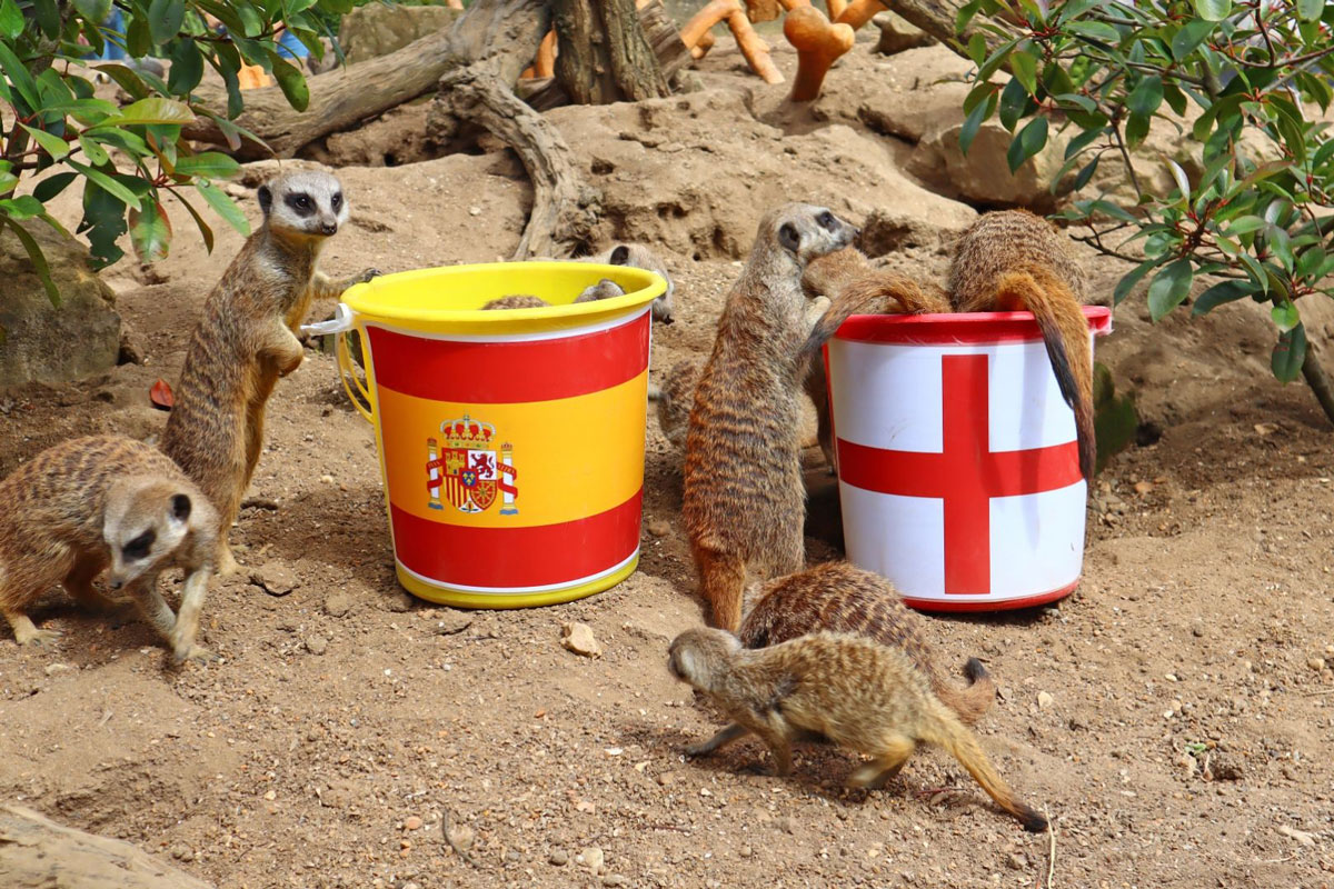 Clip: Cầy Meerkat trổ tài &quot;tiên tri&quot; kết quả chung kết World Cup nữ 2023 - Ảnh 1.