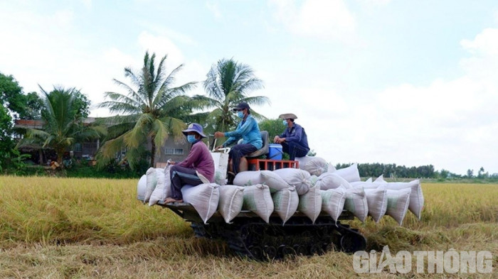 Chấp nhận rủi ro đặt cọc mua lúa 10 ngày tuổi - Ảnh 4.