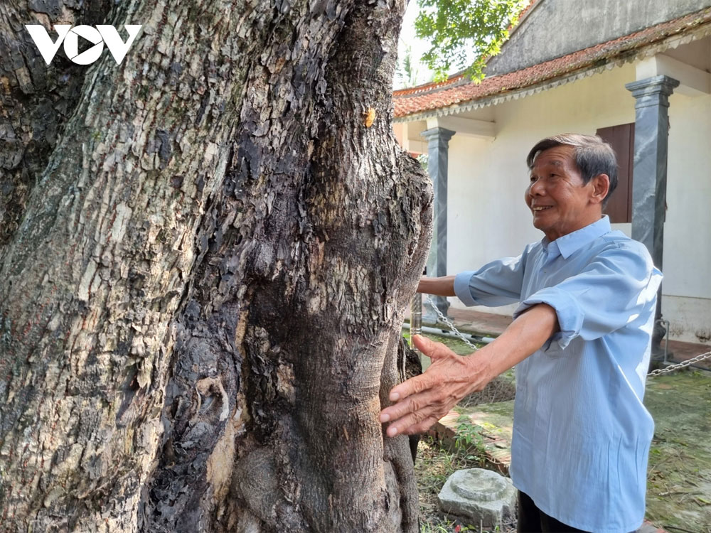 Một cây cổ thụ ở Bắc Giang vẫn &quot;sinh đẻ&quot; loại quả thơm, đốt làm thuốc chữa giời leo, hiệu nghiệm ai cũng bất ngờ - Ảnh 6.