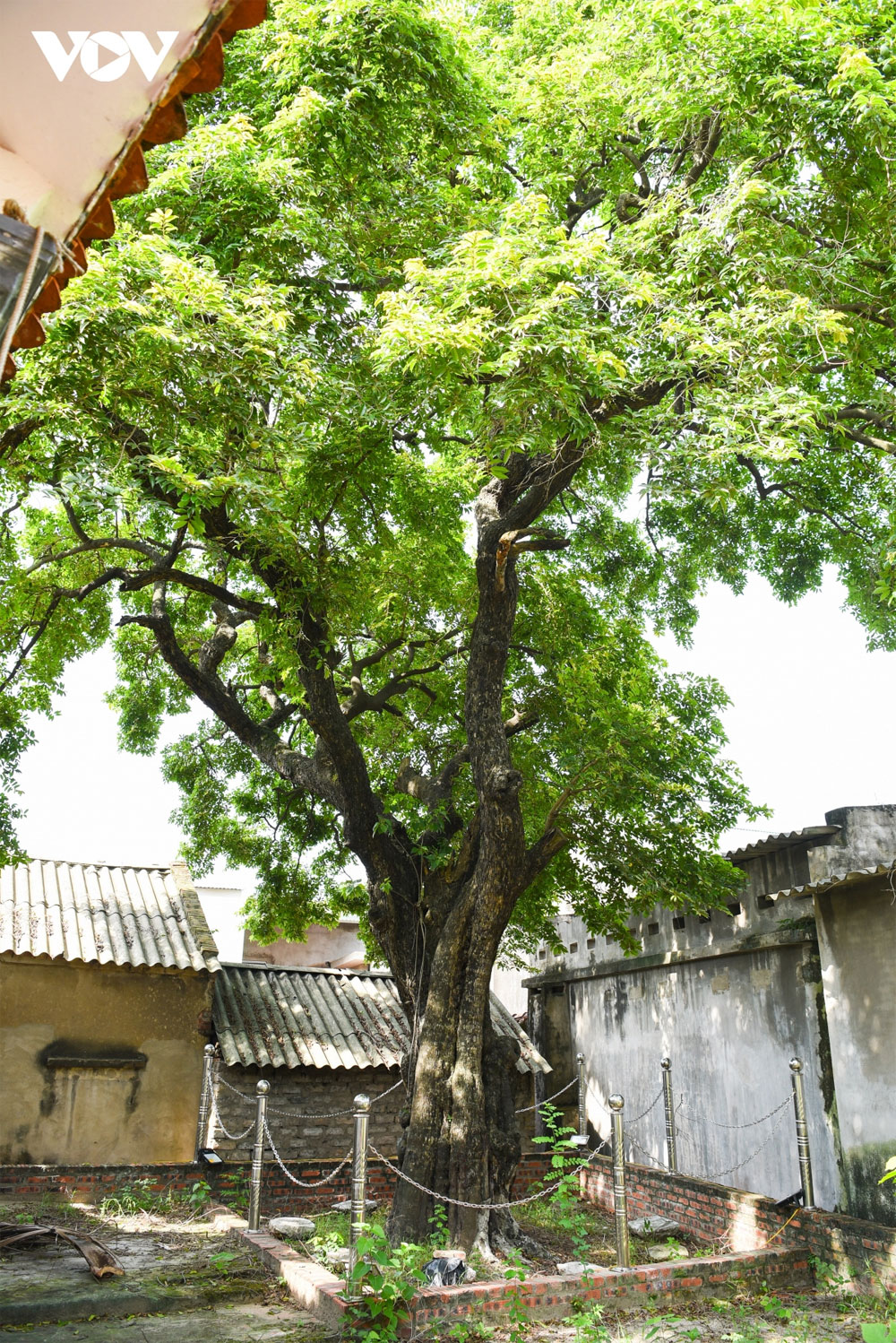 Một cây cổ thụ ở Bắc Giang vẫn &quot;sinh đẻ&quot; loại quả thơm, đốt làm thuốc chữa giời leo, hiệu nghiệm ai cũng bất ngờ - Ảnh 7.