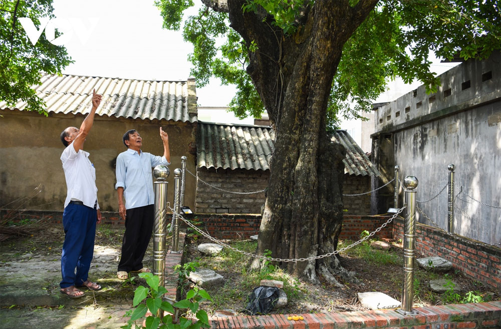 Một cây cổ thụ ở Bắc Giang vẫn &quot;sinh đẻ&quot; loại quả thơm, đốt làm thuốc chữa giời leo, hiệu nghiệm ai cũng bất ngờ - Ảnh 8.