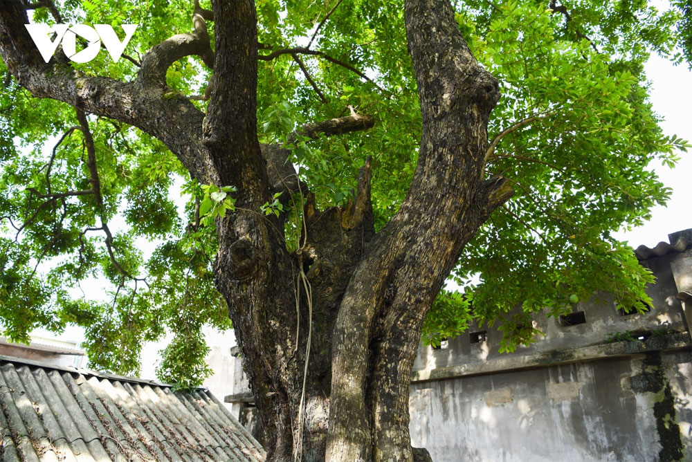 Một cây cổ thụ ở Bắc Giang vẫn &quot;sinh đẻ&quot; loại quả thơm, đốt làm thuốc chữa giời leo, hiệu nghiệm ai cũng bất ngờ - Ảnh 3.
