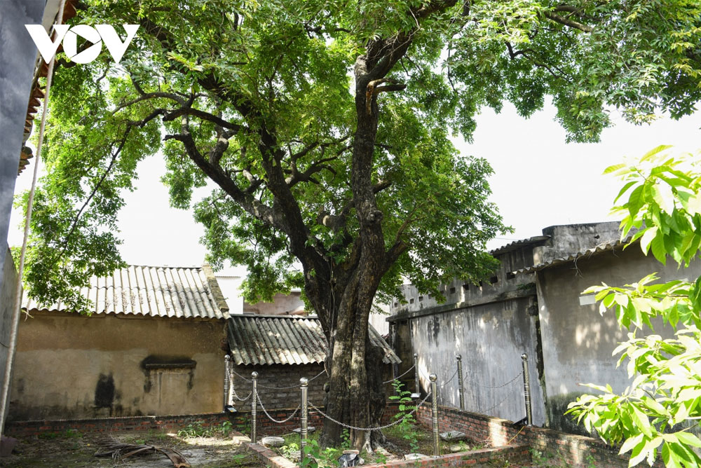 Một cây cổ thụ ở Bắc Giang vẫn &quot;sinh đẻ&quot; loại quả thơm, đốt làm thuốc chữa giời leo, hiệu nghiệm ai cũng bất ngờ - Ảnh 1.
