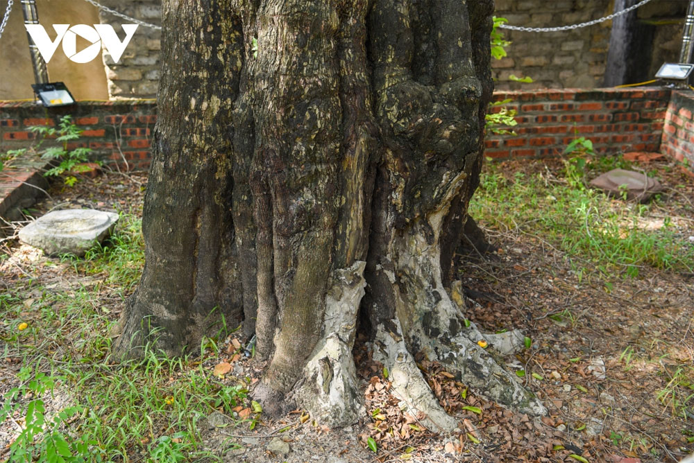Một cây cổ thụ ở Bắc Giang vẫn &quot;sinh đẻ&quot; loại quả thơm, đốt làm thuốc chữa giời leo, hiệu nghiệm ai cũng bất ngờ - Ảnh 2.