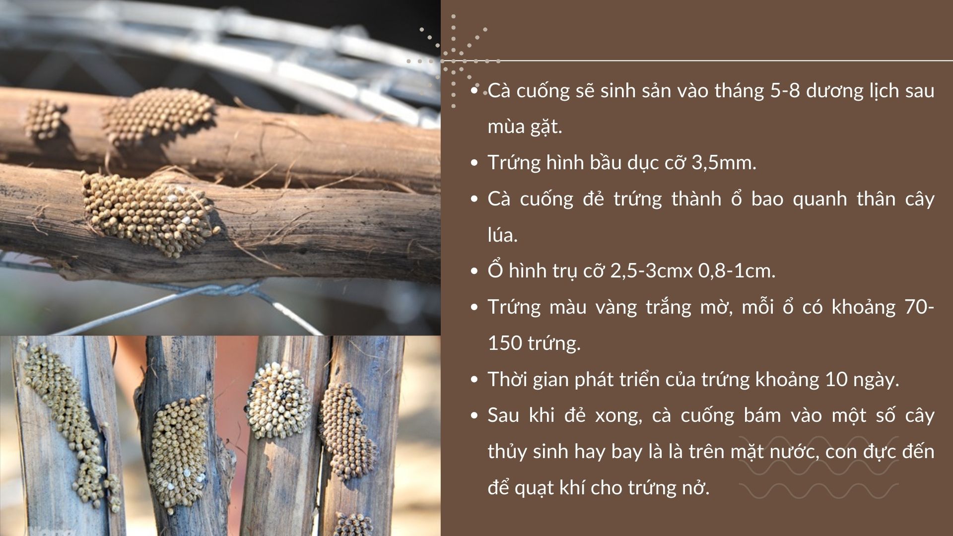 SỔ TAY NHÀ NÔNG: Kỹ thuật nuôi cà cuống sinh sản cho năng suất cao - Ảnh 3.