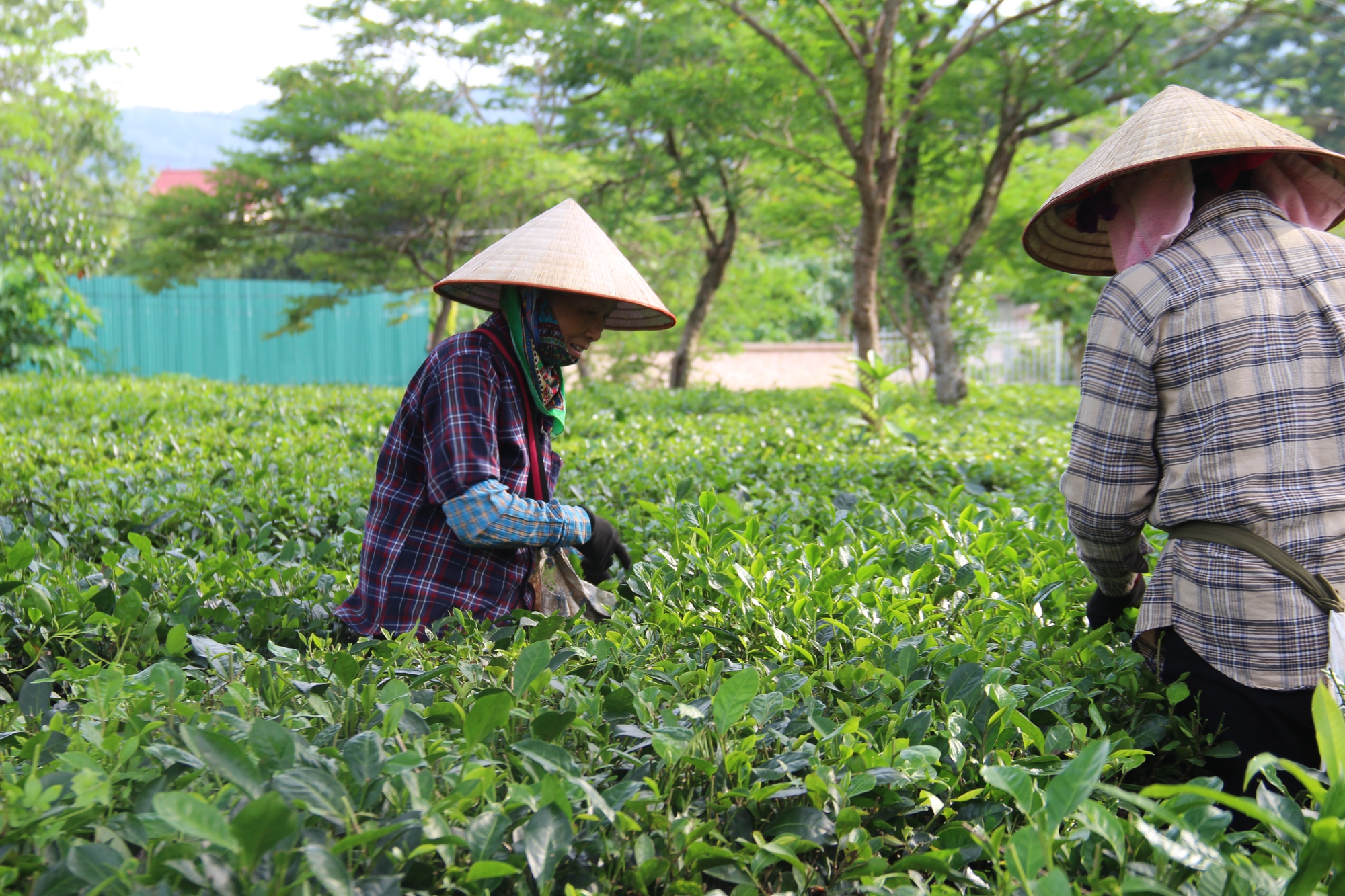 Hành trình “hồi sinh” đồi chè sạch nức tiếng Thủ đô  - Ảnh 2.