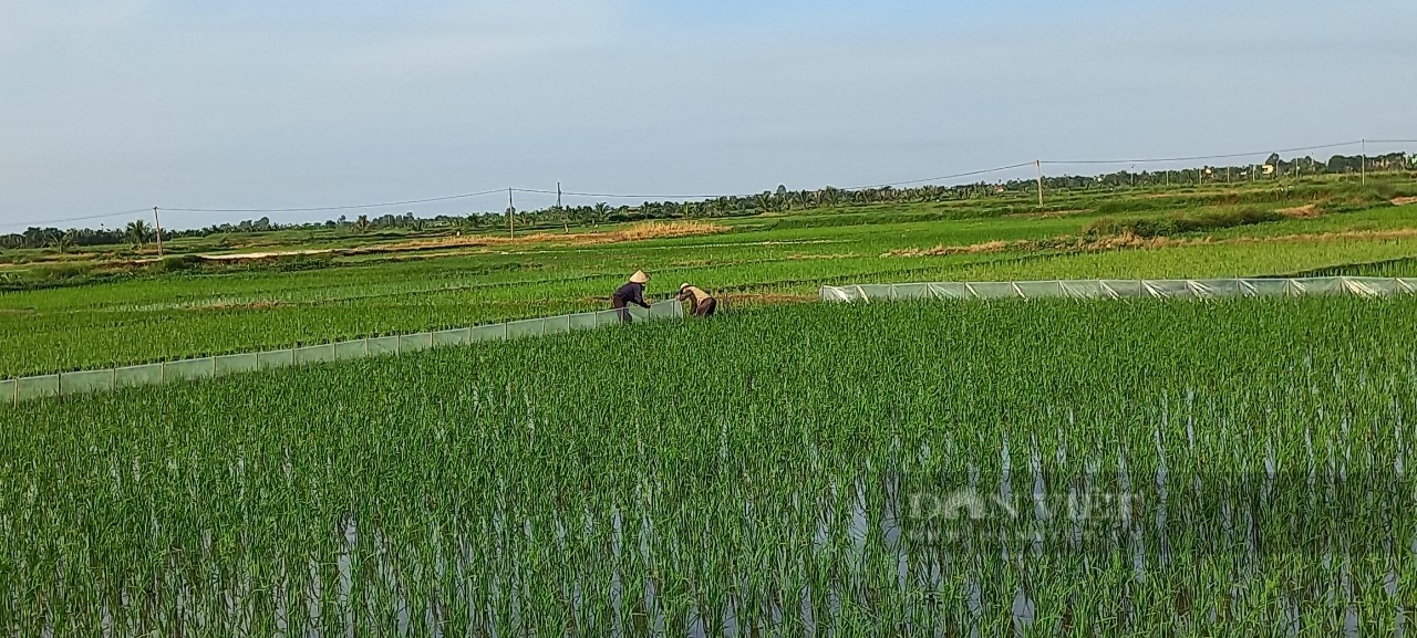 Hải Phòng: Nông dân Việt Nam xuất sắc 2023 mới ngoài 30 tuổi, đam mê cấy lúa, trồng rau, chị là ai? - Ảnh 6.