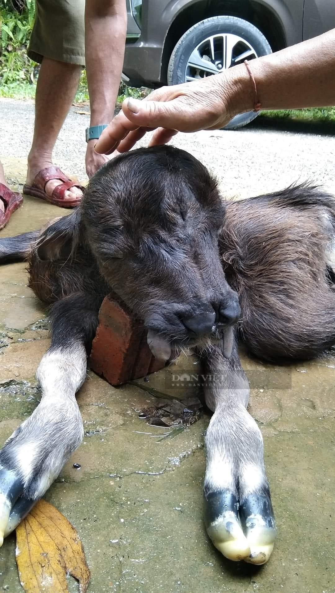 &quot;Chuyện lạ&quot; ở Thanh Hoá trâu mẹ đẻ ra nghé con có 8 chân, 2 lưỡi và 3 mắt - Ảnh 2.