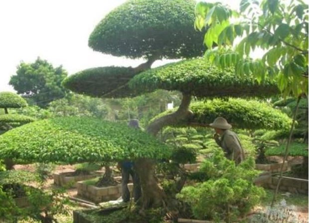 Một làng cổ ở Nam Định dân trồng cây cảnh đẹp như phim, nhiều nhà đang giàu lên trông thấy - Ảnh 1.