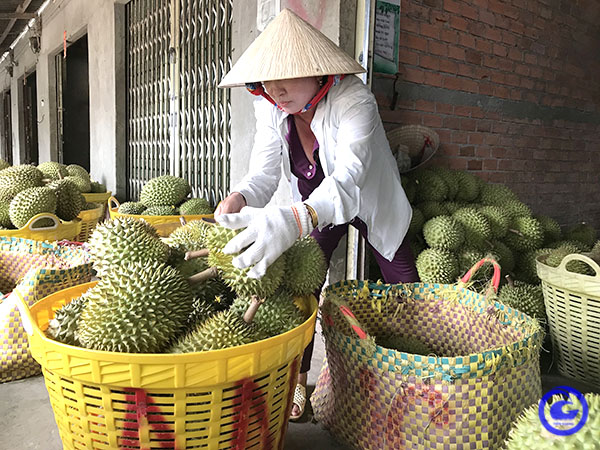 Cẩn trọng với phát triển &quot;nóng&quot; diện tích trồng sầu riêng ở Tiền Giang (bài cuối): Đừng chạy theo phong trào - Ảnh 1.