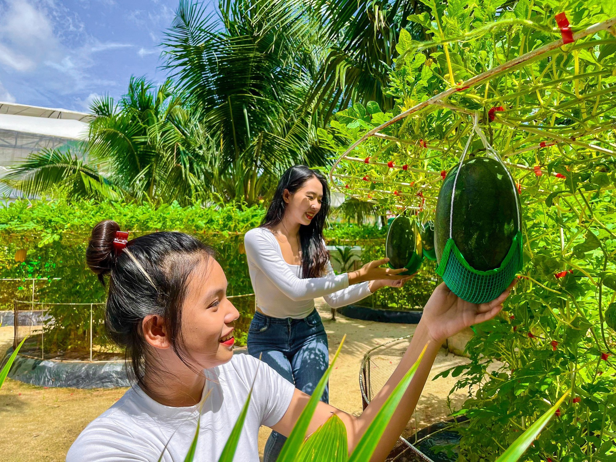Đã mắt vườn nho Pháp khủng giữa Sài Gòn, có cả dưa hấu leo cây, khách thích thú tự tay hái, ăn tại chỗ - Ảnh 6.