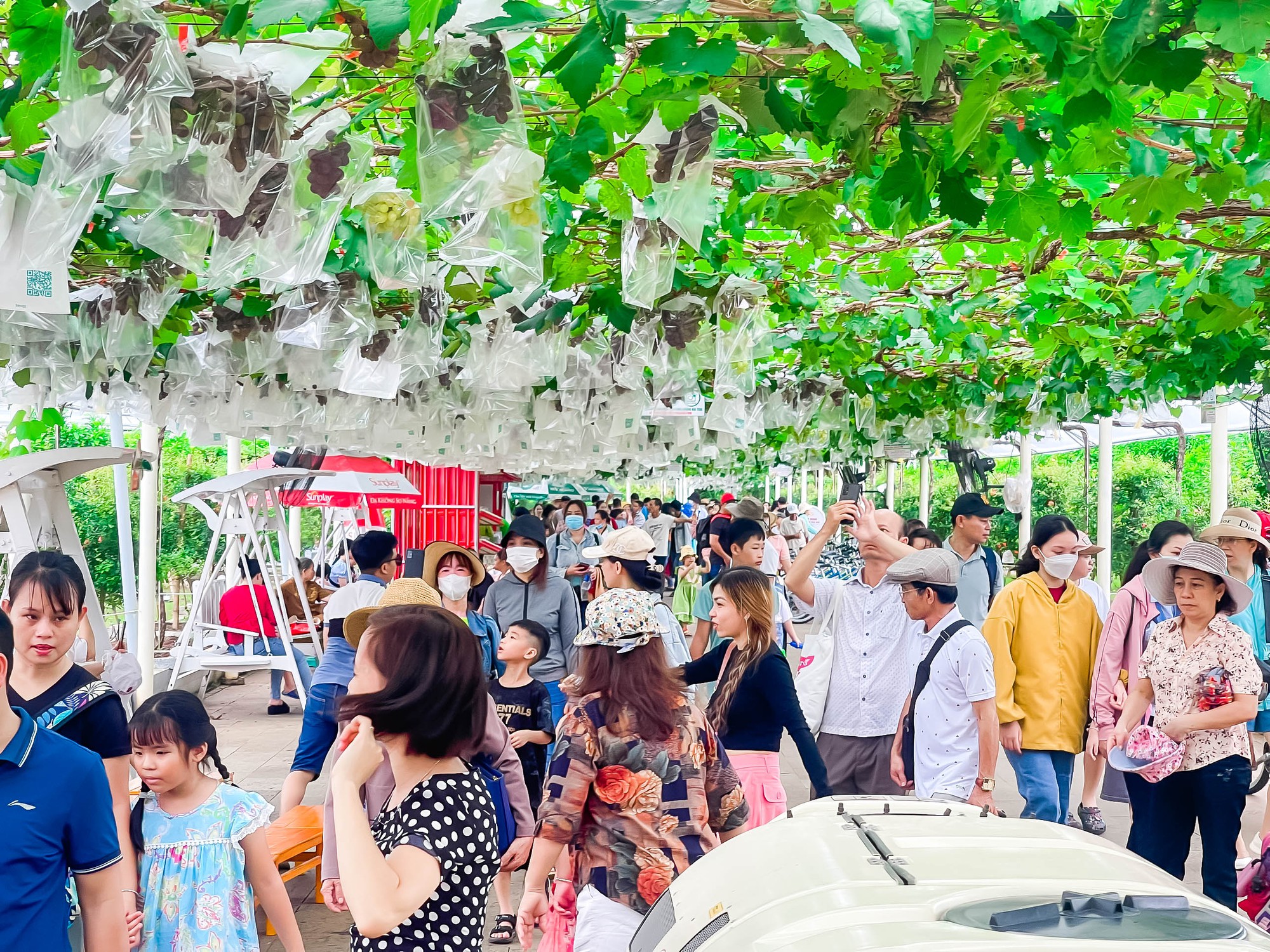 Đã mắt vườn nho Pháp khủng giữa Sài Gòn, có cả dưa hấu leo cây, khách thích thú tự tay hái, ăn tại chỗ - Ảnh 3.