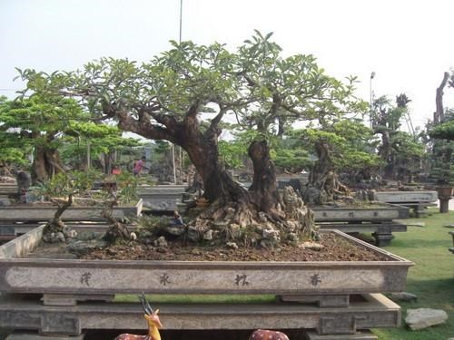 Một làng cổ ở Nam Định dân trồng cây cảnh đẹp như phim, nhiều nhà đang giàu lên trông thấy - Ảnh 2.
