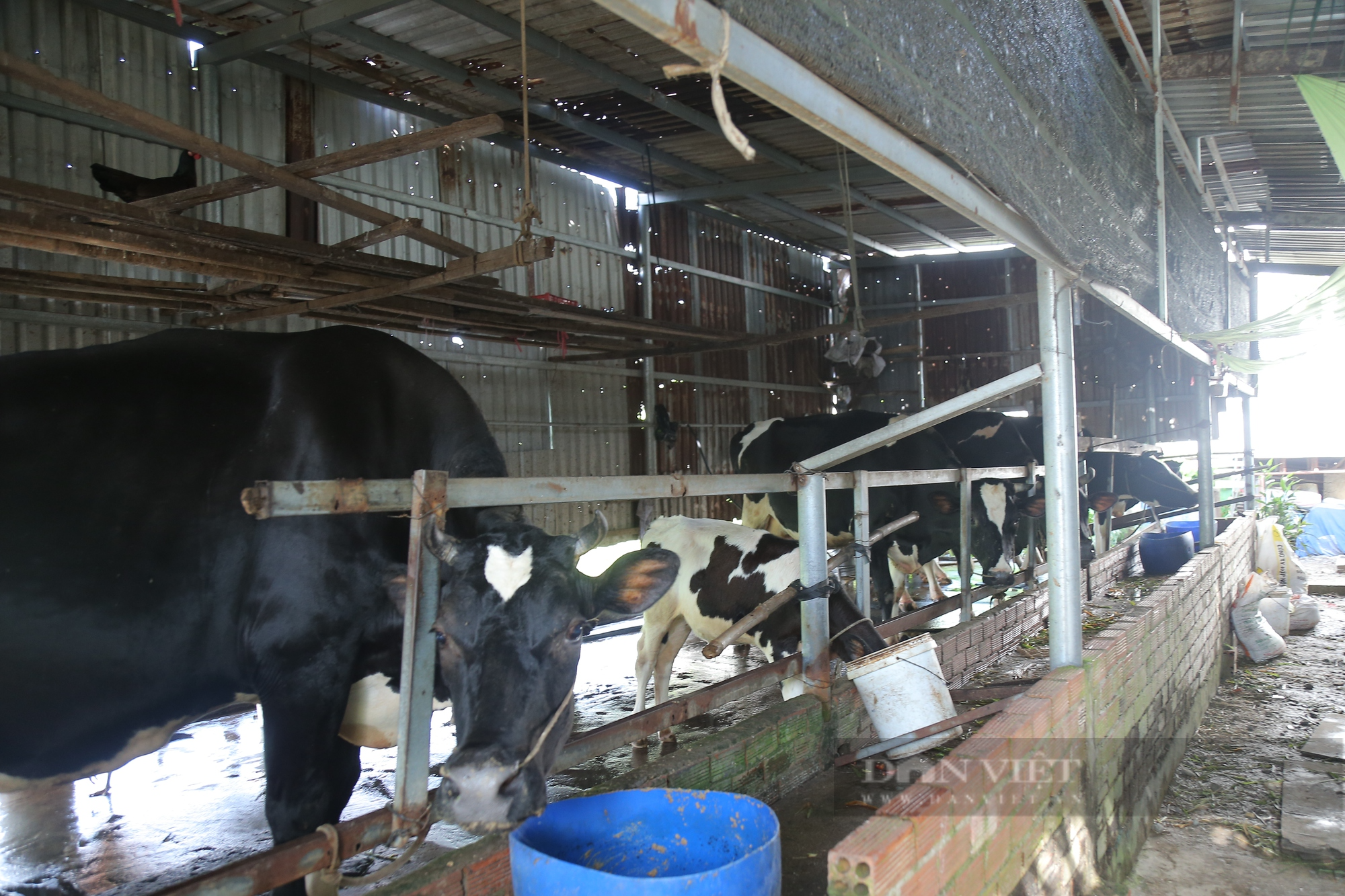 Thức ăn gia súc tăng cao, nông dân TP.HCM bán bò, tính bỏ nghề chăn nuôi - Ảnh 2.