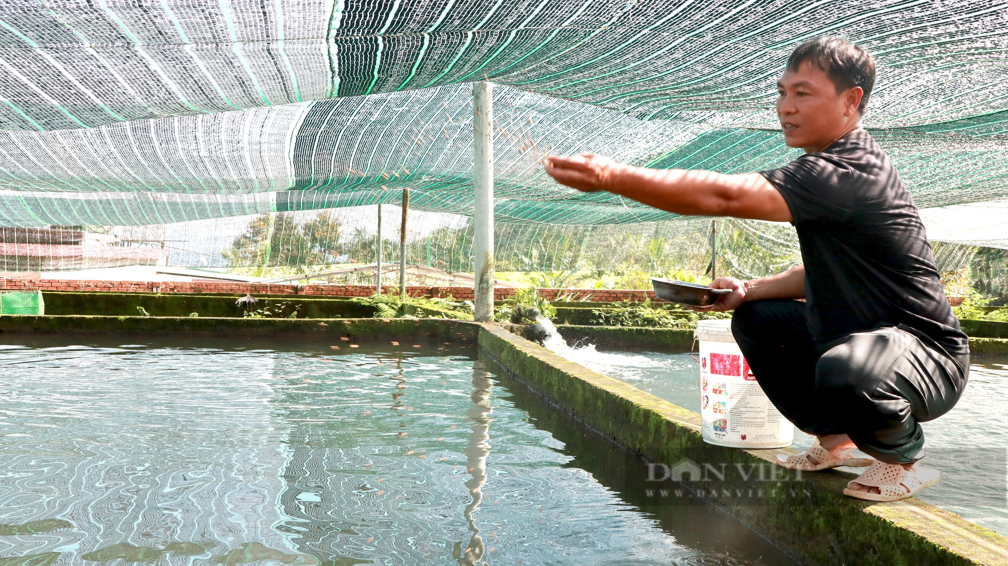 Người tiên phong nuôi cá tầm ở Đam Rông với đàn cá có con 50kg, mỗi năm thu 5 tỷ đồng - Ảnh 2.