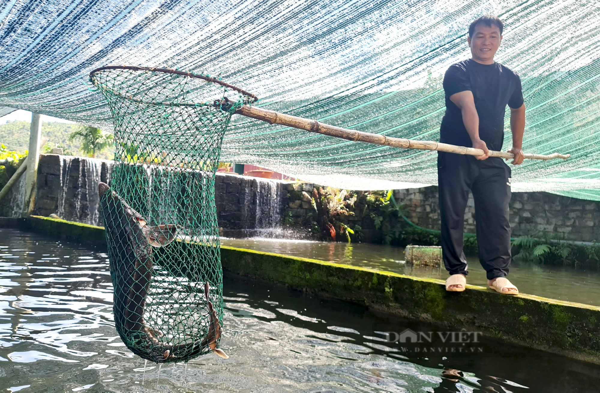 Người tiên phong nuôi cá tầm ở Đam Rông với đàn cá có con 50kg, mỗi năm thu 5 tỷ đồng - Ảnh 5.