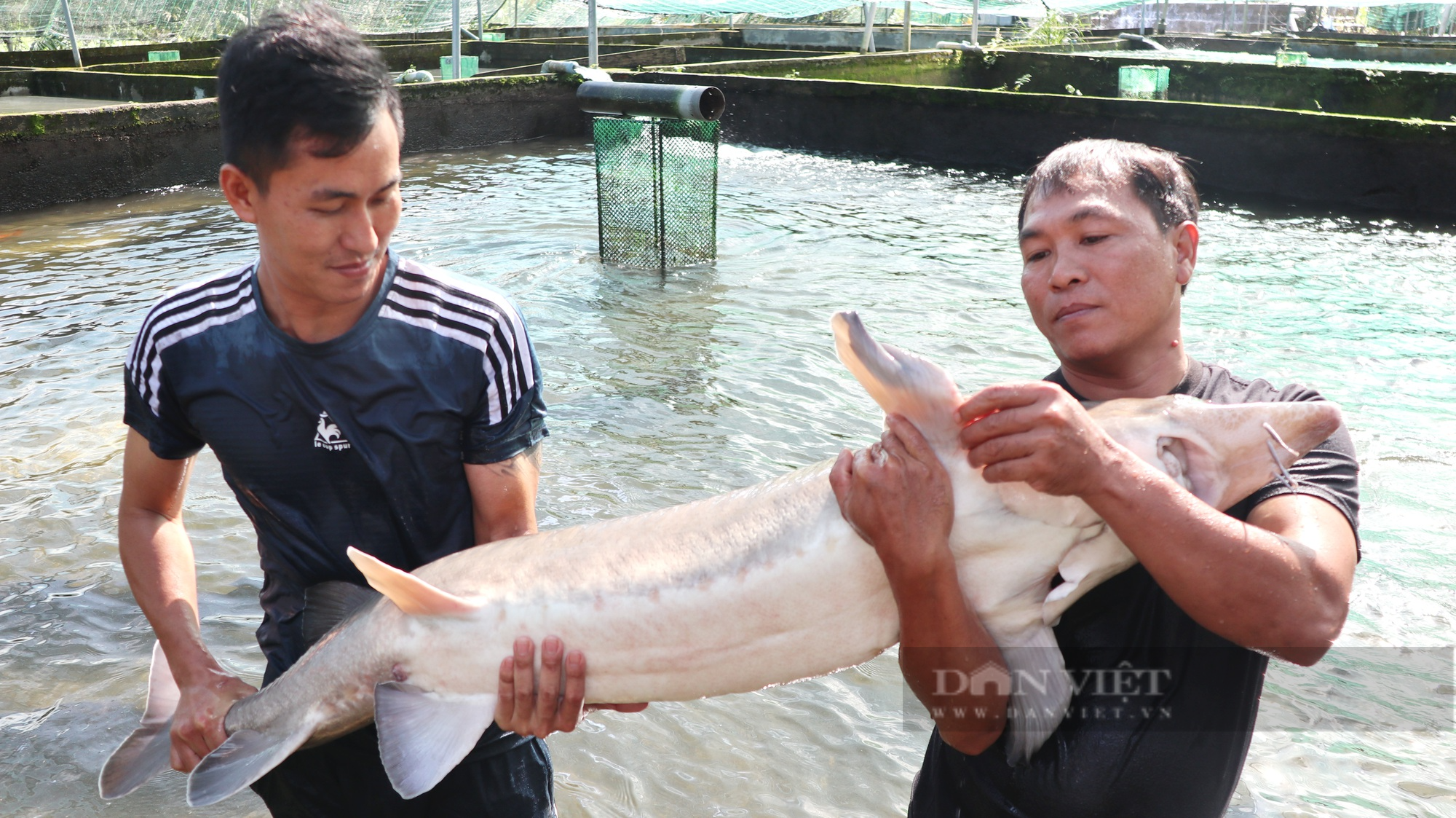 Người tiên phong nuôi cá tầm ở Đam Rông với đàn cá có con 50kg, mỗi năm thu 5 tỷ đồng - Ảnh 6.