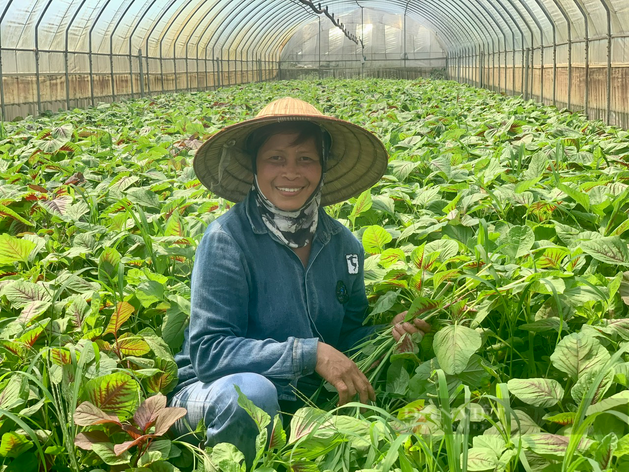 Trồng rau hữu cơ công nghệ cao, nữ giám đốc nông dân ở Hà Nội được Thủ tướng Chính phủ tặng Bằng khen - Ảnh 4.