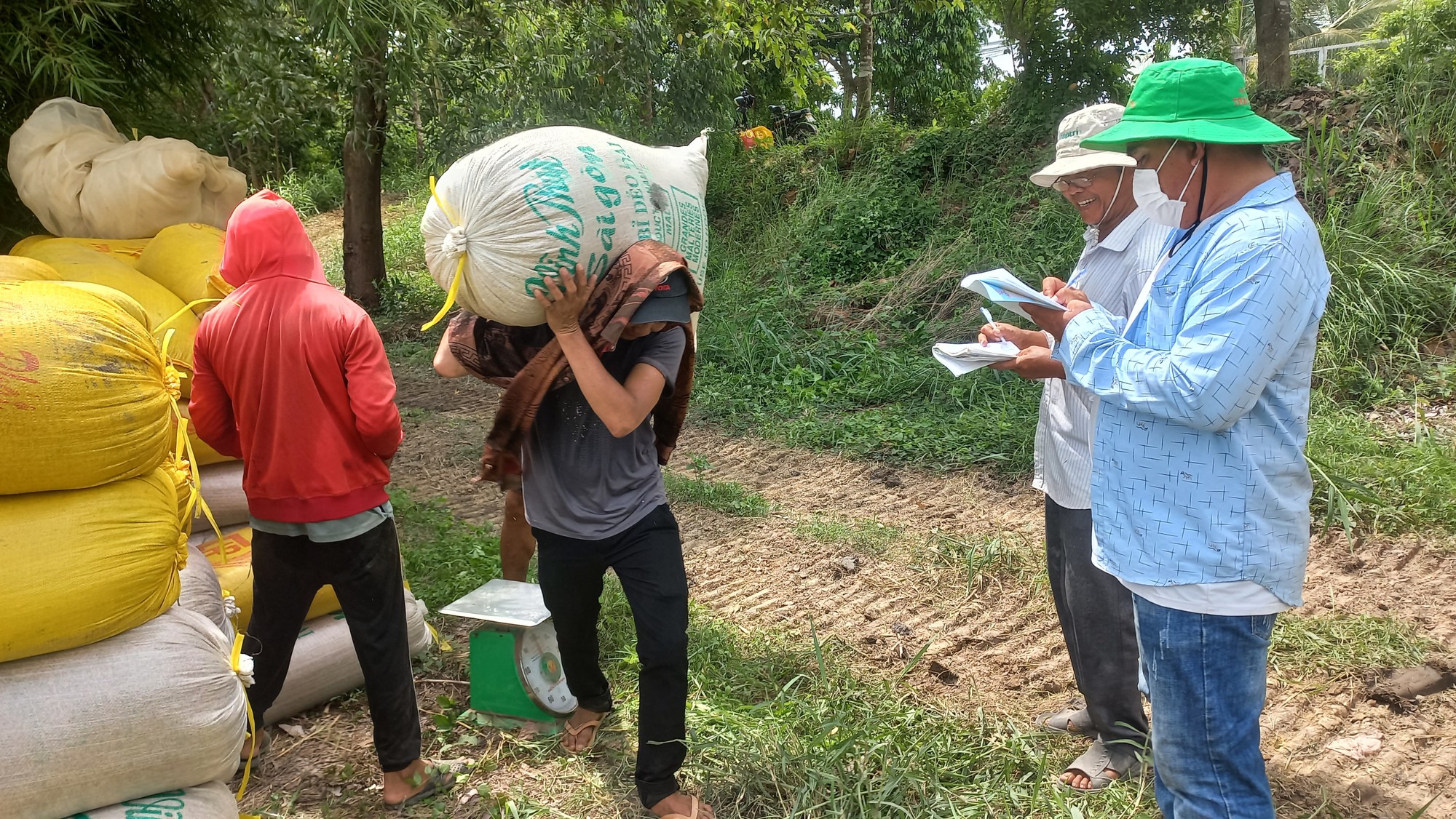 Giá lúa liên tục tăng - Ảnh 1.