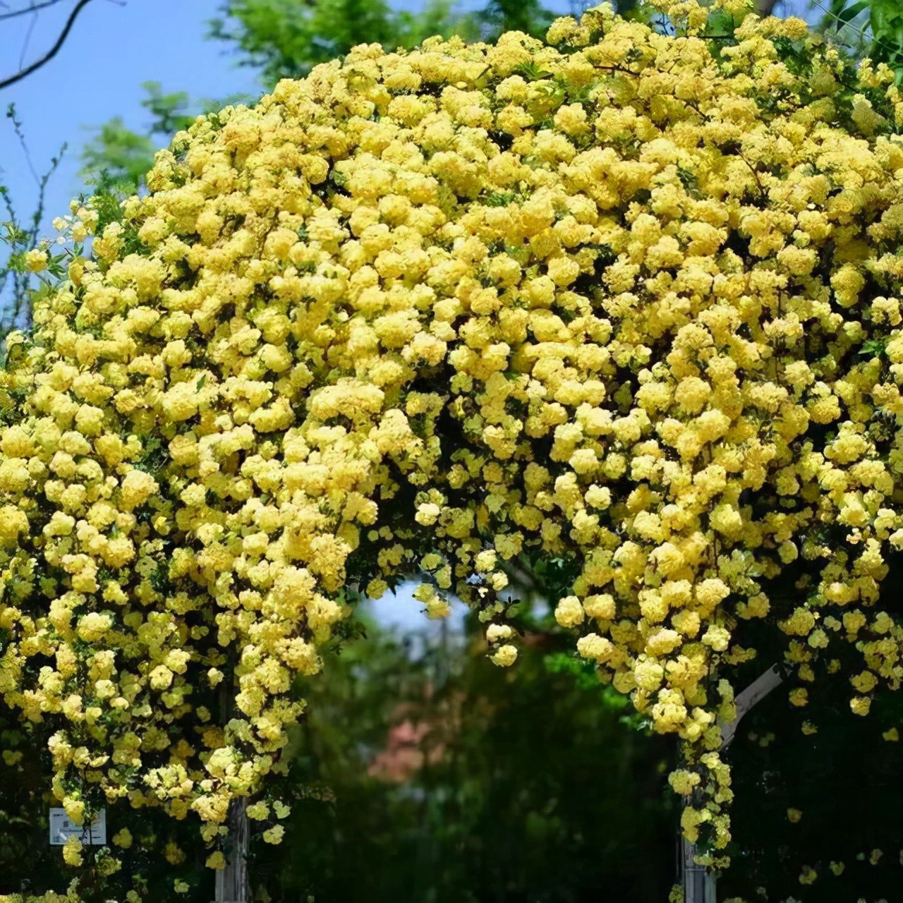 Thắp sáng sân bằng cây cảnh nở hoa &quot;mặt trời&quot;, trồng bây giờ để có biển hoa trong năm tới - Ảnh 4.