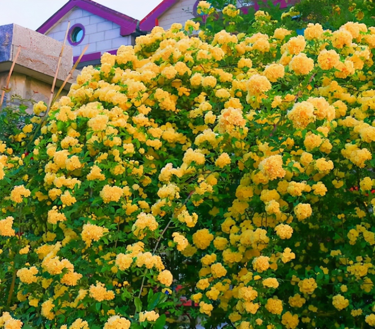 Thắp sáng sân bằng cây cảnh nở hoa &quot;mặt trời&quot;, trồng bây giờ để có biển hoa trong năm tới - Ảnh 11.