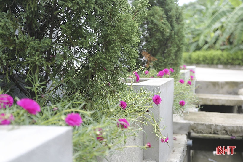 Cả làng ở Hà Tĩnh trồng hoa giấy đẹp như phim, thiên hạ đi qua ai cũng trầm trồ, bất ngờ - Ảnh 11.