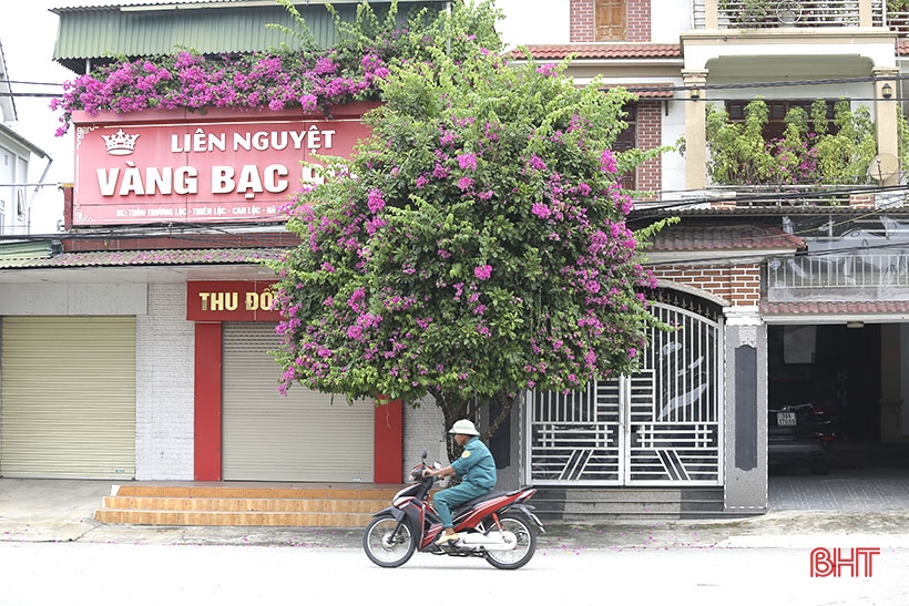 Cả làng ở Hà Tĩnh trồng hoa giấy đẹp như phim, thiên hạ đi qua ai cũng trầm trồ, bất ngờ - Ảnh 6.