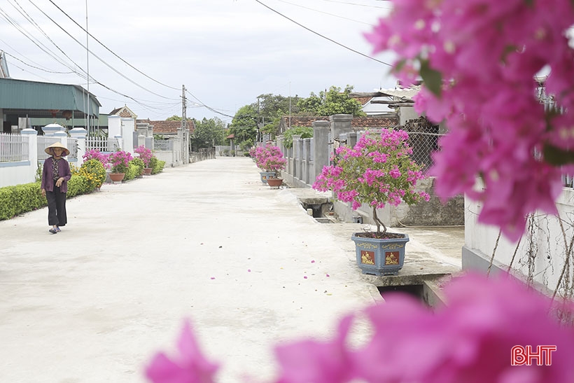 Cả làng ở Hà Tĩnh trồng hoa giấy đẹp như phim, thiên hạ đi qua ai cũng trầm trồ, bất ngờ - Ảnh 7.