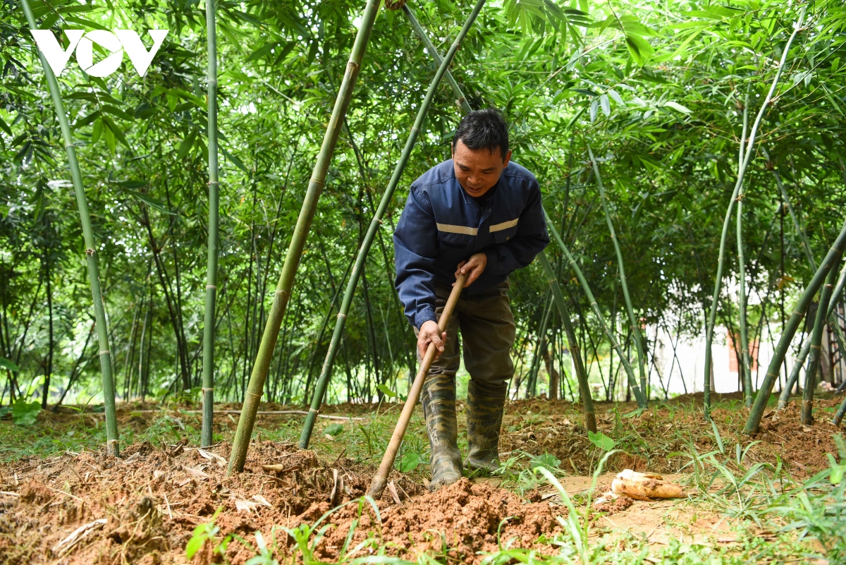 Măng tre thu tới đâu, nhà hàng thương lái 'hốt' hết, dân ở đây thu đều tay hàng triệu đồng/ngày - Ảnh 1.