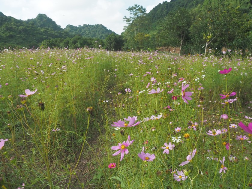 Cách TP Ninh Bình 12km, một thung lũng đá vôi có chim cò bay vô số, đẹp như phim, người ta đang đến - Ảnh 9.