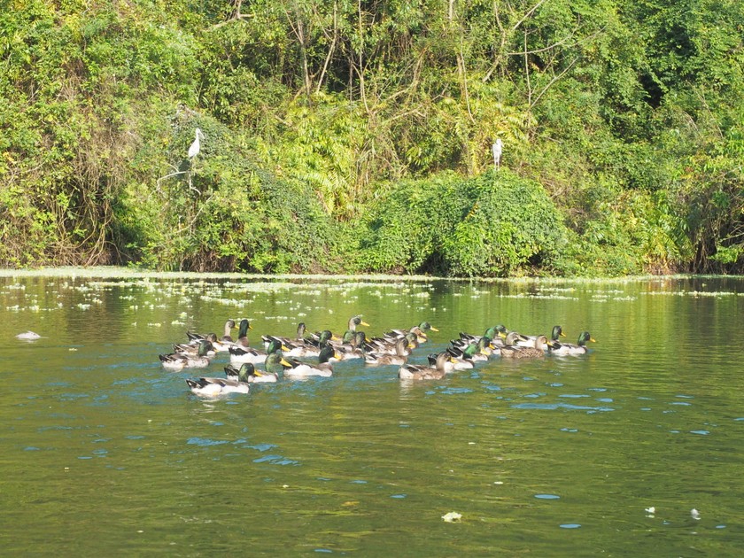 Cách TP Ninh Bình 12km, một thung lũng đá vôi có chim cò bay vô số, đẹp như phim, người ta đang đến - Ảnh 13.