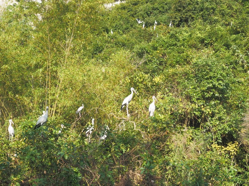 Cách TP Ninh Bình 12km, một thung lũng đá vôi có chim cò bay vô số, đẹp như phim, người ta đang đến - Ảnh 14.