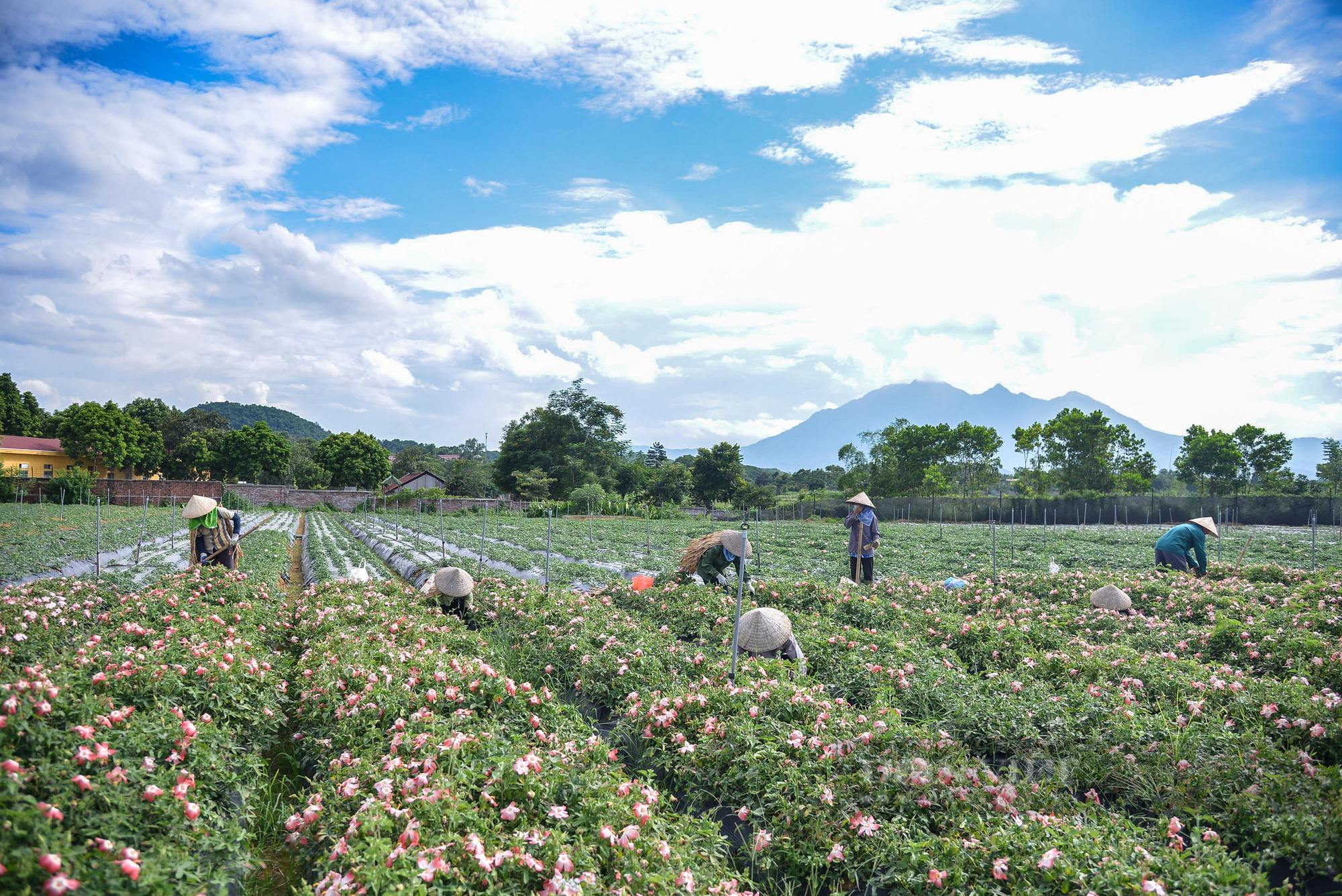Phát triển vùng trồng dược liệu quý ở miền núi được hỗ trợ tối đa 1 tỷ đồng/dự án - Ảnh 1.