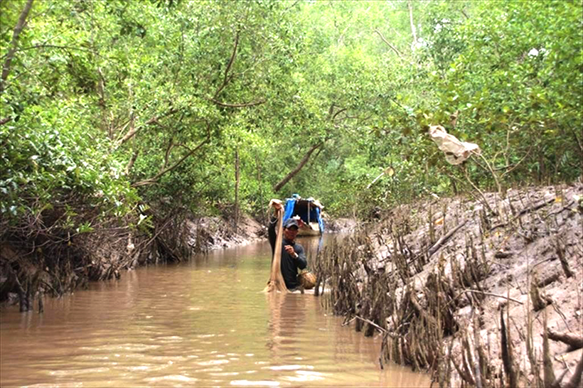 Vô rừng ngập mặn ở Cà Mau nuôi tôm sú, dân bắt toàn con to bự thế này đây, bảo sao người ta ham mua - Ảnh 2.