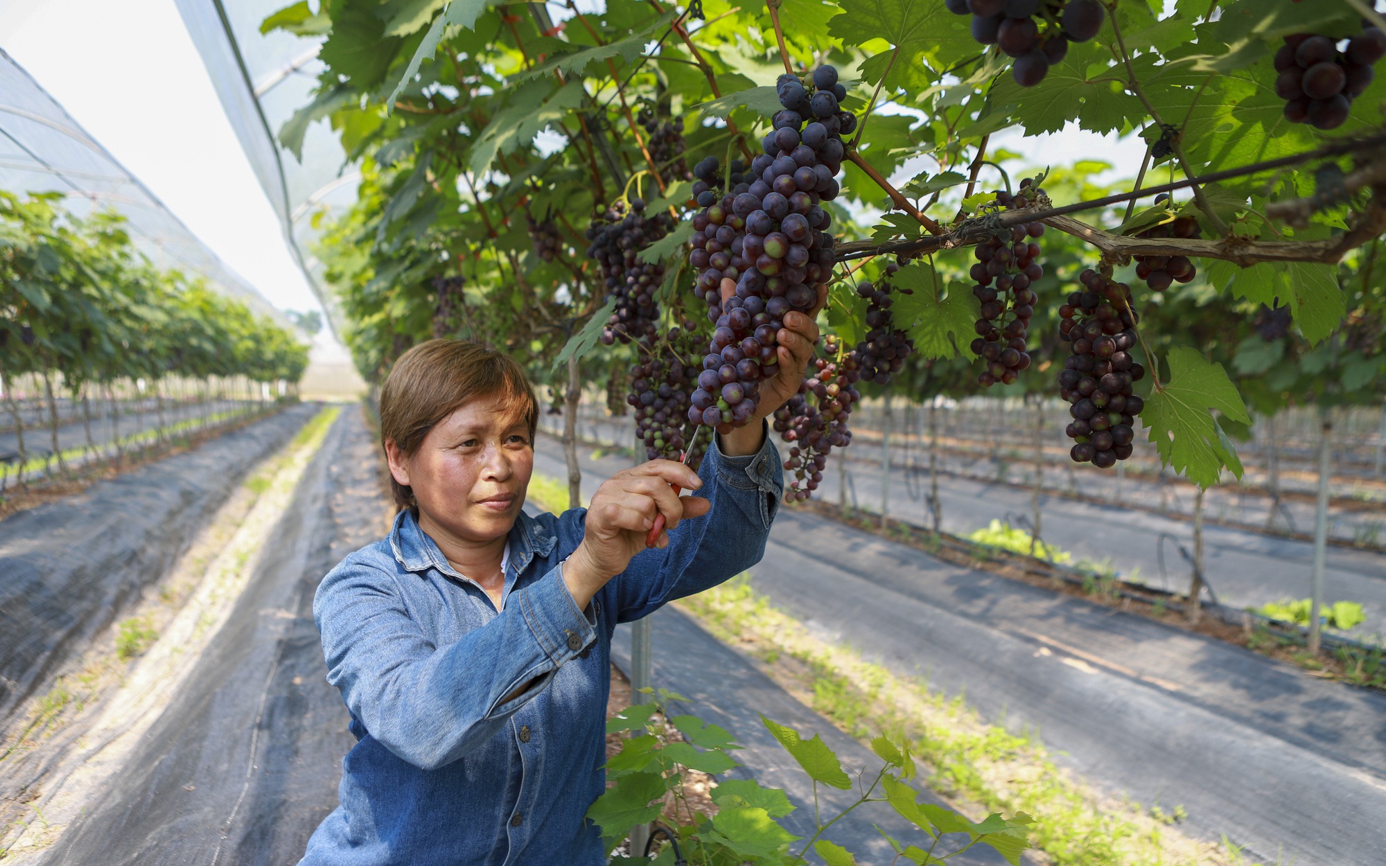 Trồng rau hữu cơ công nghệ cao, nữ giám đốc nông dân ở Hà Nội được Thủ tướng Chính phủ tặng Bằng khen