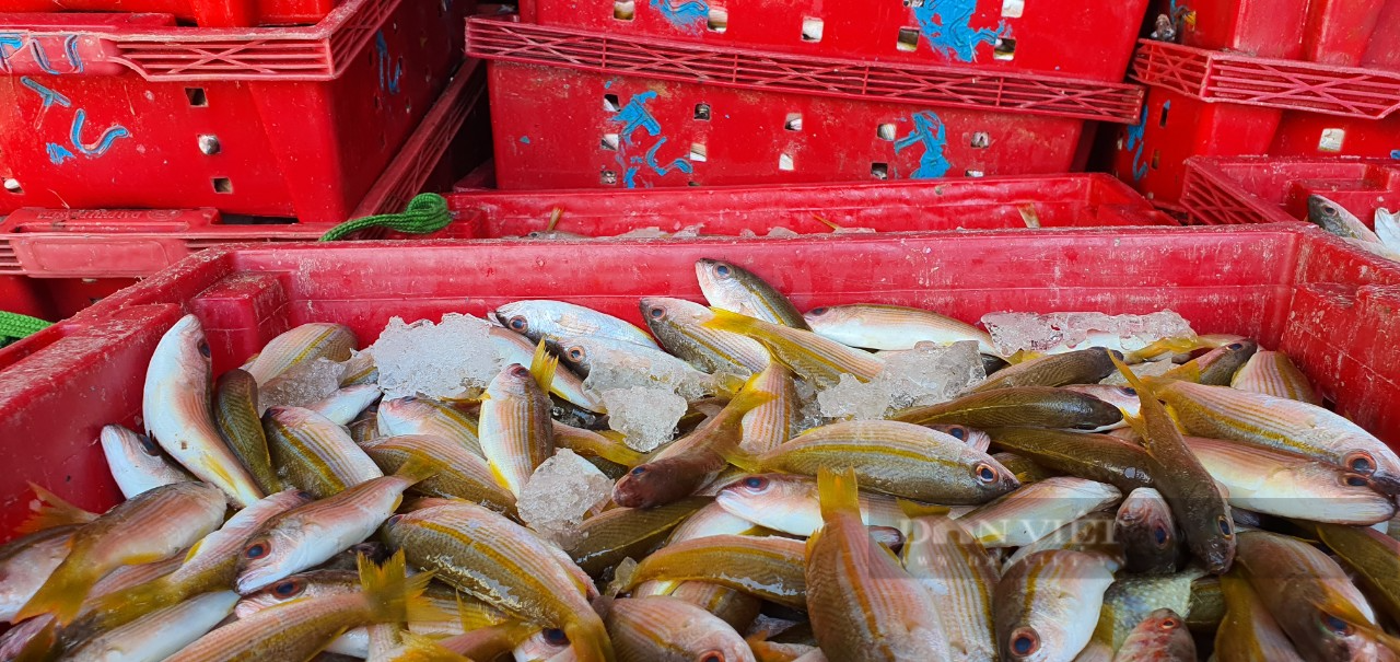 Chả cá ngon nứt tiếng ở Khánh Hòa, ăn vào ai cũng khen, cơ sở cho thu nhập tiền tỷ/năm - Ảnh 3.