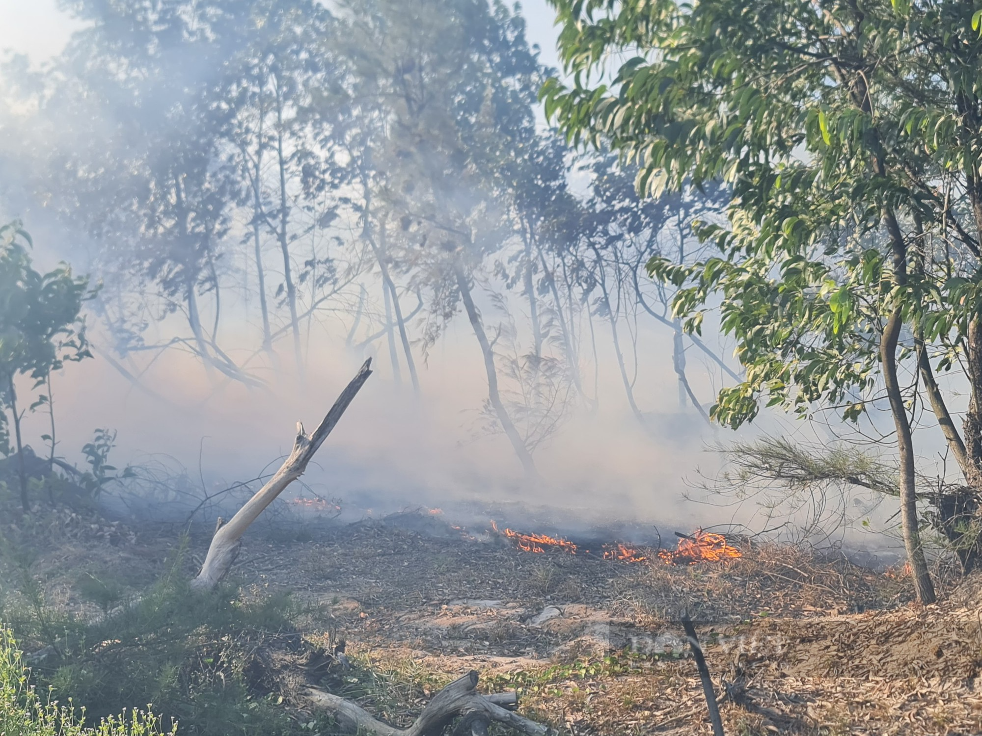 Hình ảnh hàng chục héc ta rừng ở Quảng Nam bị lửa thiêu rụi  - Ảnh 3.