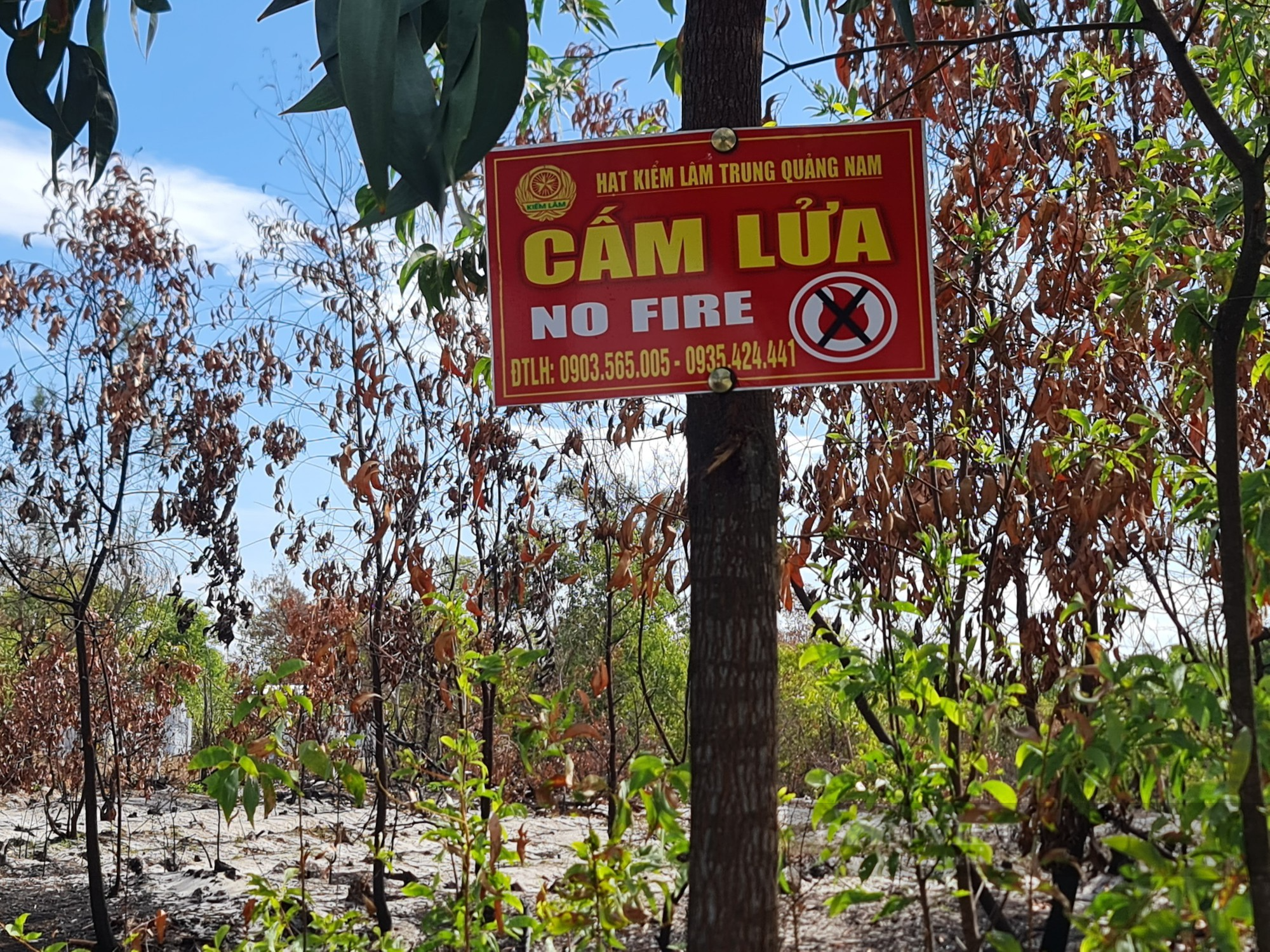 Hình ảnh hàng chục héc ta rừng ở Quảng Nam bị lửa thiêu rụi  - Ảnh 8.