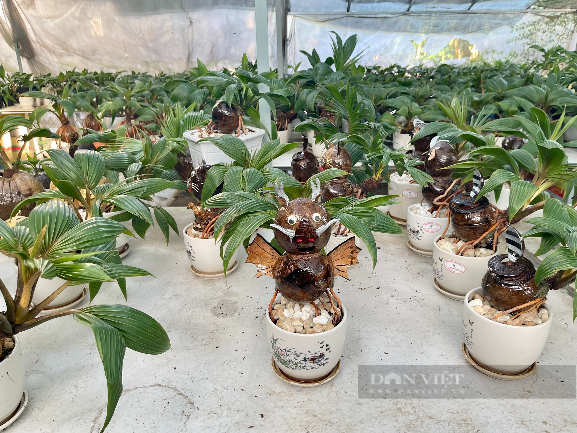 Từ quả dừa khô bỏ đi, nông dân Sài Gòn làm giàu nhờ tạo bonsai độc lạ - Ảnh 1.