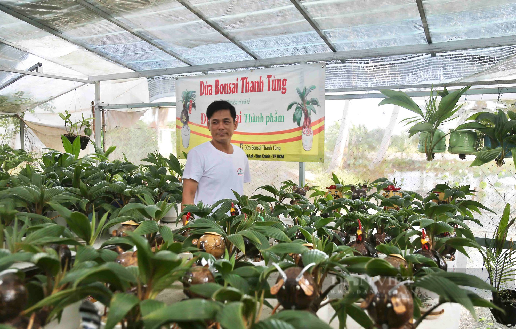 Từ quả dừa khô bỏ đi, nông dân Sài Gòn làm giàu nhờ tạo bonsai độc lạ - Ảnh 2.